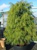Cryptomeria japonica
