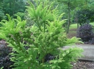 Cryptomeria_japonica_BarabittsGold_sm