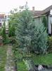 CUPRESSUS ARISONICA
