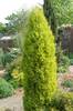 Cupressus_macrocarpa_Wilma