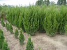 JUNIPERUS CH. SPARTAN
