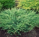 juniperus horizontalis andorra compact