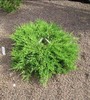 Juniperus horizontalis plumosa