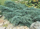 juniperus sabinaGrey_Owl_b