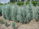 JUNIPERUS SCOP. MONGLOW