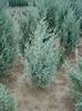 JUNIPERUS SCOP. WICHITA BLUE