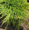 juniperus x media-old-gold