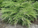 Juniperus.CH.PFITRERIANA AUREA