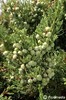 juniperus_chin_robusta_green