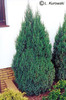 juniperus_chinensis_stricta