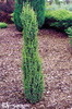 juniperus_communis_arnold