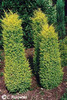 juniperus_communis_gold_cone