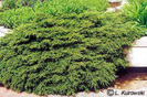 juniperus_communis_hornibrooki