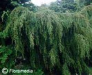 juniperus_communis_horstmann2