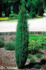 juniperus_communis_suecica