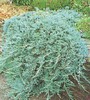 JUNIPERUS_HORIZONTALIS_BLUE_CHIP
