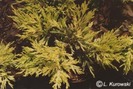 Juniperus_horizontalis_Limeglow