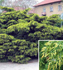 juniperus_media_pfitzeriana_aurea
