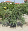 juniperus_media_pfitzeriana_glauca