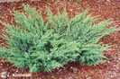 juniperus_sabina_blue_danube