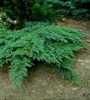 JUNIPERUS_SABINA_ROCKERY GEM