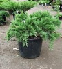juniperus_sabina_tamariscifolya