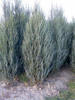 juniperus_scop_blue_arrows