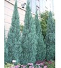Juniperus_scopulorum_Blue_Heaven_