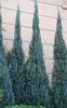 Juniperus_scopulorum_Blue_Heaven_1