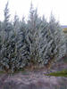 juniperus_scopulorum_moonglows