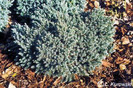 juniperus_squamata_blue_star
