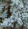 juniperus-squamata-meyeri