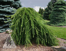Larix_Pendula