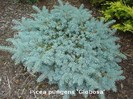Picea pungens
