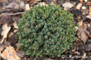 Picea_glauca_Blue_Planet
