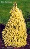 Picea_glauca_DaisysWhite_1