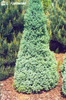 picea_glauca_sanders_blue