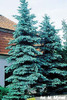 picea_pungens_hoopsii