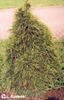 pinus_sylvestris_globosa_viridis
