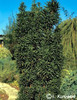 taxus_baccata_fastigiata_robusta