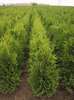 Thuja brabant 80-100