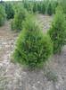 THUJA OCC. BRABANT