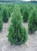 THUJA OCC. COLUMNA