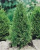 thuja occ. stolwijk