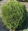 thuja occidentalis _tiny_tim