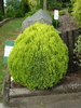 Thuja Or Golden Ball w