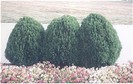 THUJA. OR. BLUE CONE HEDGE w