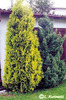 thuja_occidentalis_aurescens