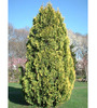 thuja_occidentalis_europe_gold