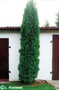 thuja_occidentalis_fastigiata